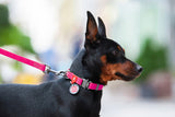 Dog with Waudog Waterproof pink Collar