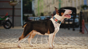 Glamorous Skulls Nylon Collar